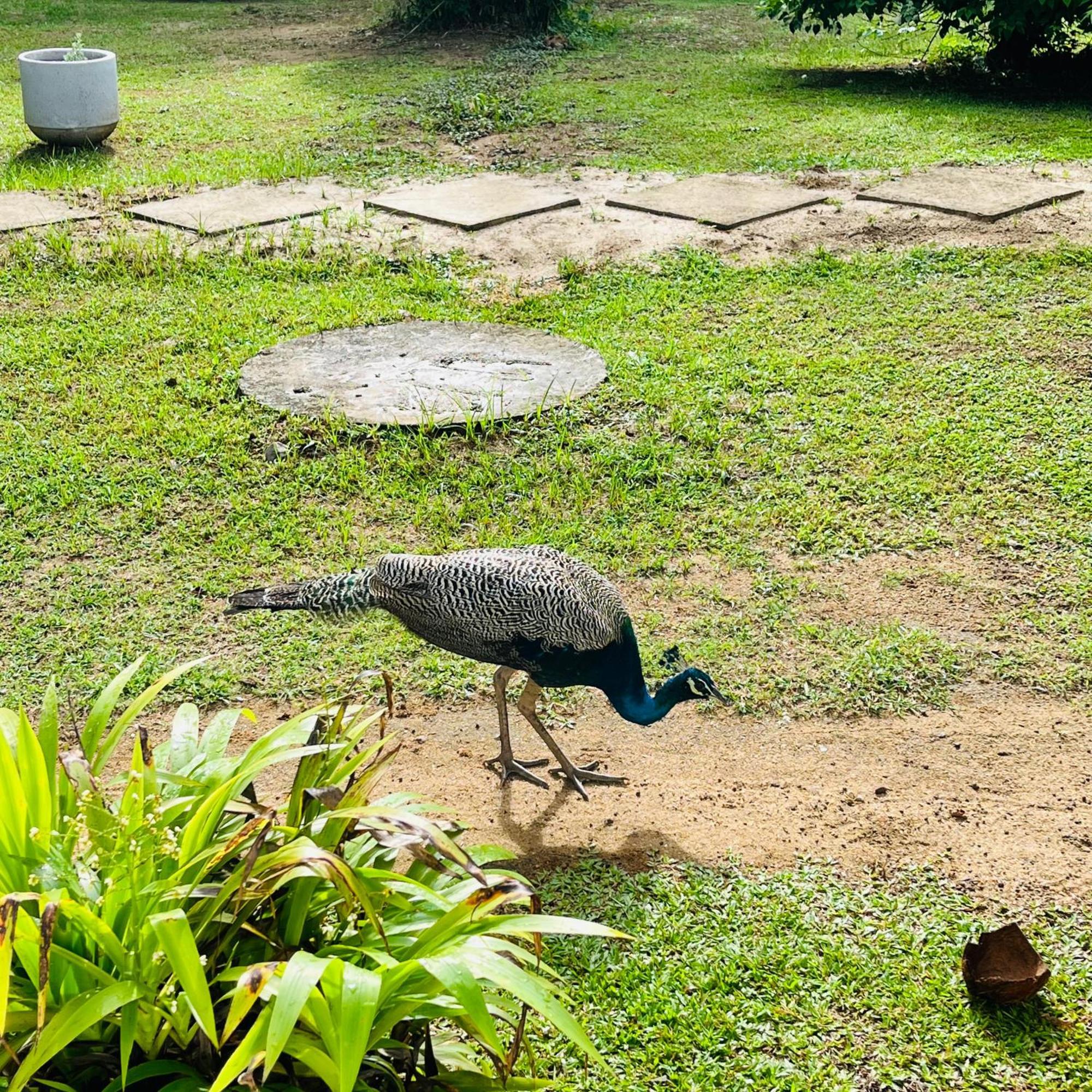 Hanguk Lanka Lagoon Villa แทนกาลเล ภายนอก รูปภาพ